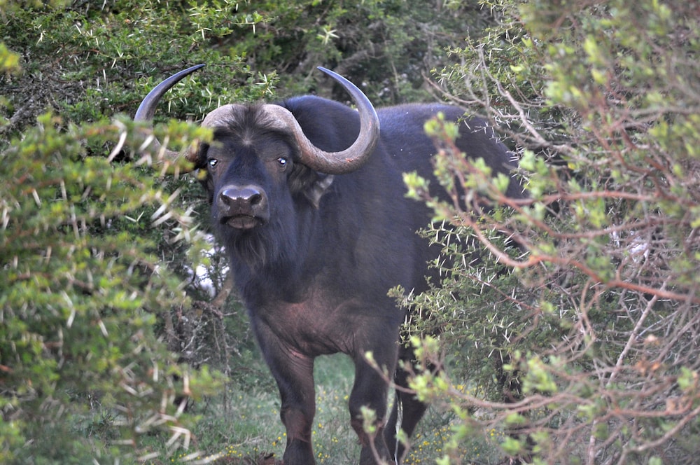 Hopewell Private Game Reserve 40/50