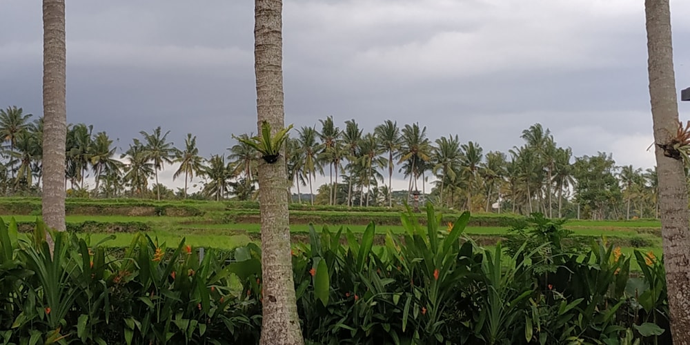 Anggira Villa Ubud 30/50