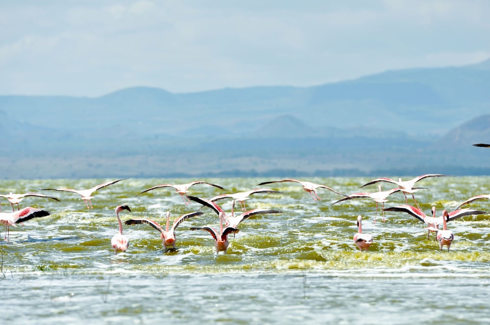 Lake Elmenteita Serena Camp 42/50