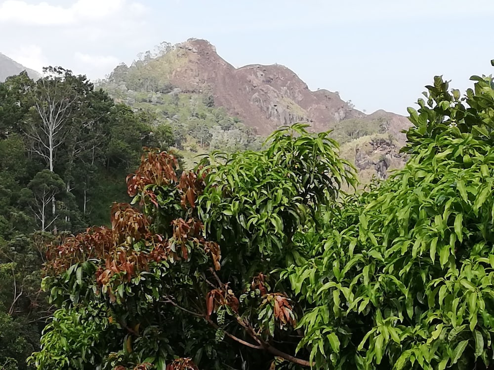 Tea Garden Holiday Inn 19/30