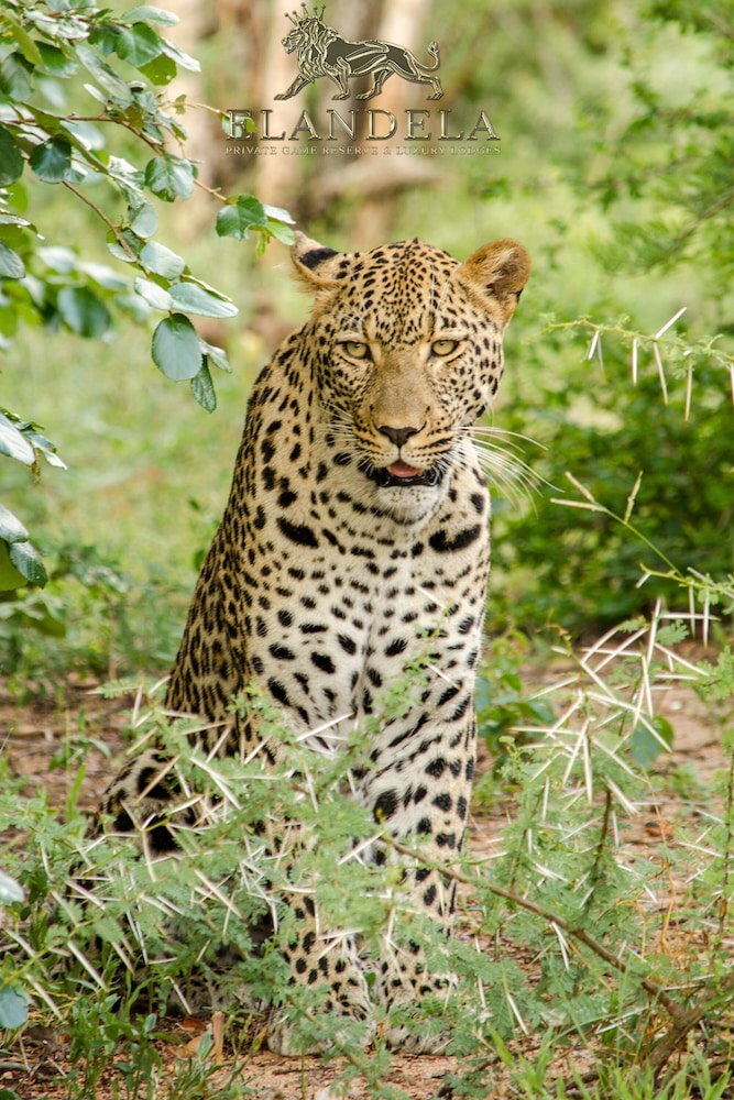 Elandela Private Game Reserve And Luxury Lodge 3/50