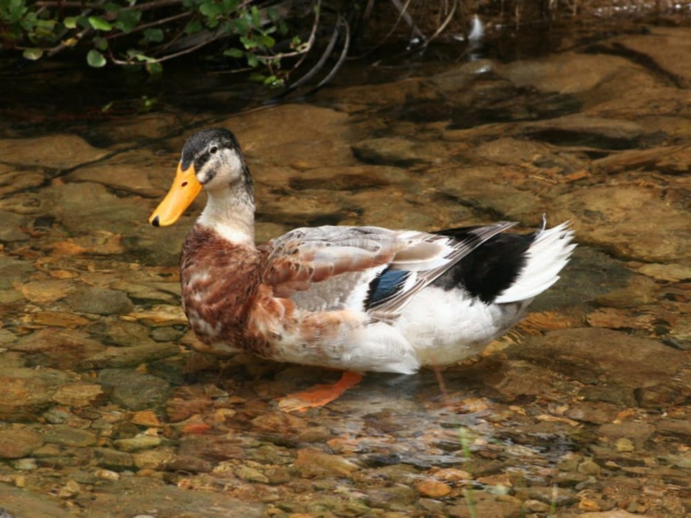 RAPAURA WATERGARDENS 21/36