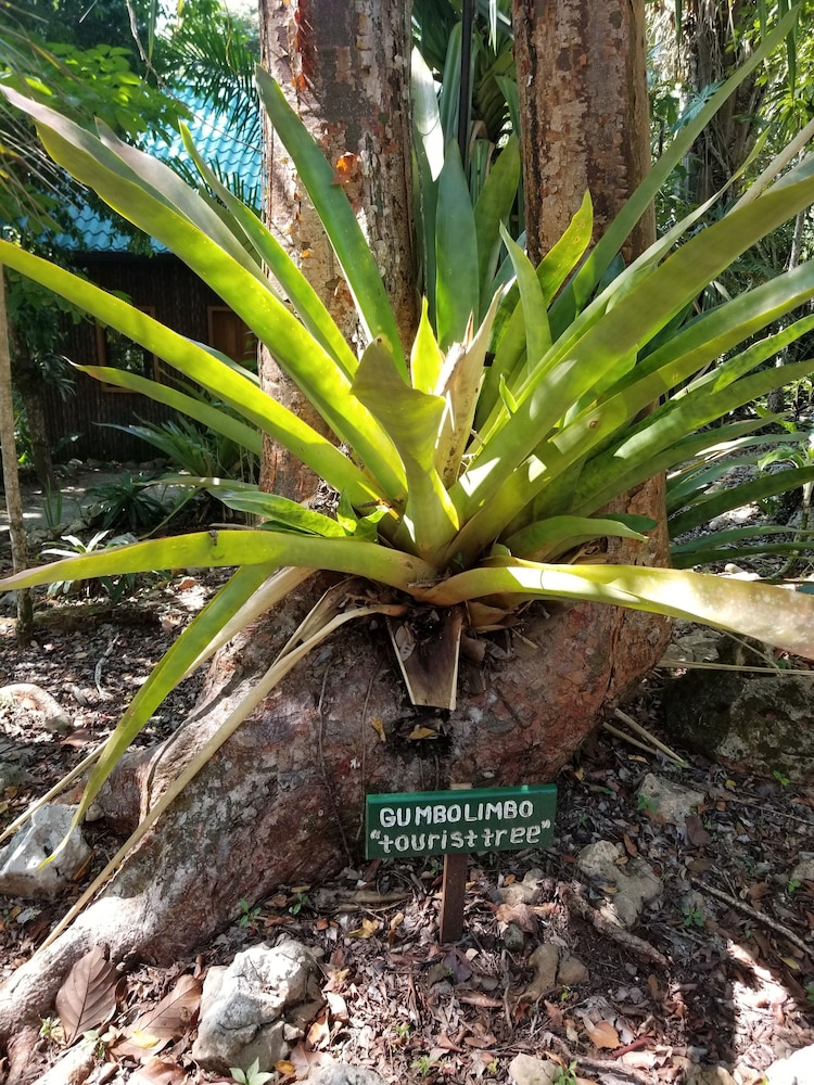 Mariposa Jungle Lodge 48/50