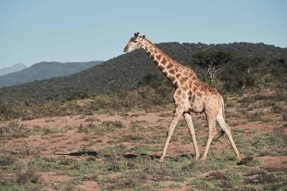 Africamps Klein Karoo 14/37