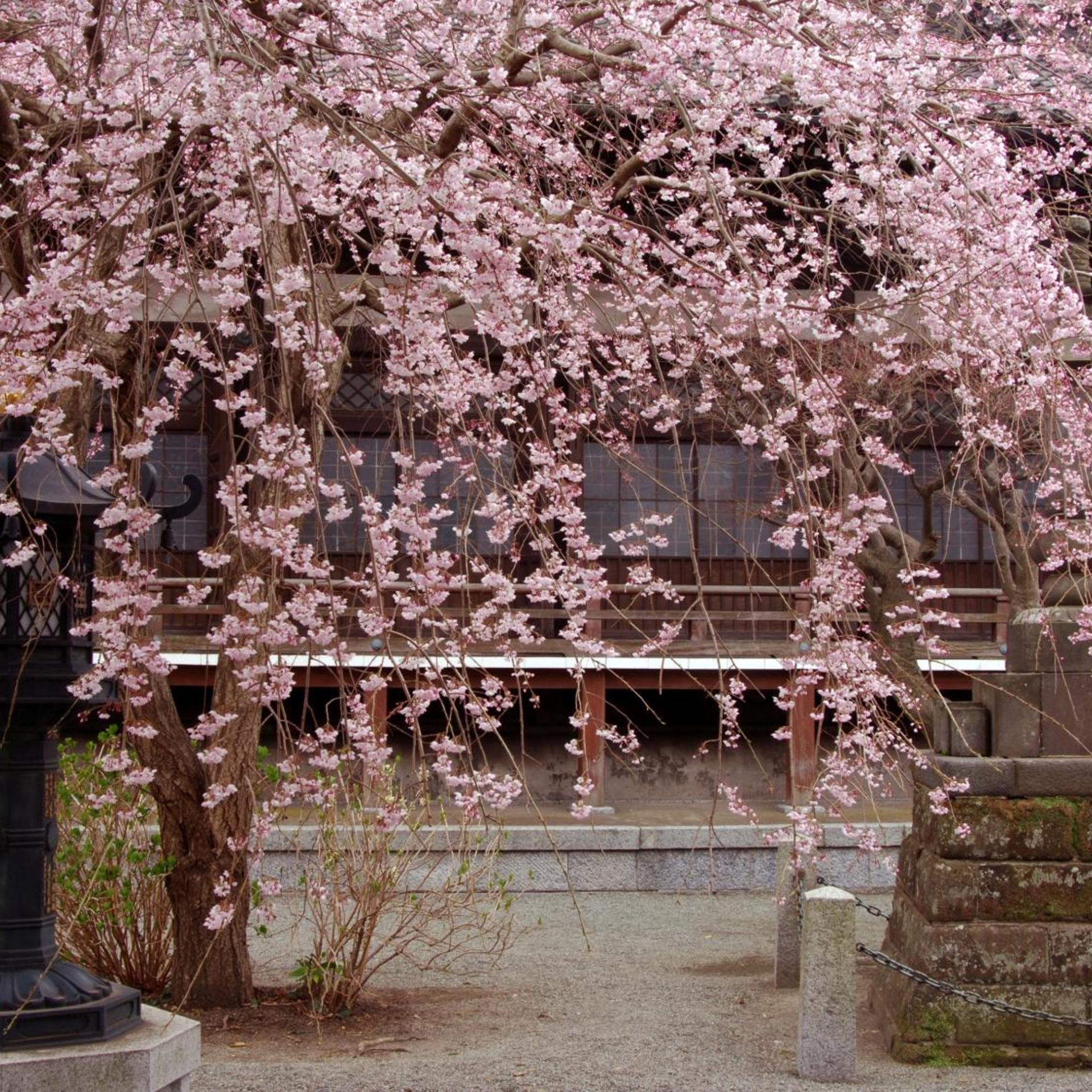 Kaihinso Kamakura 47/52