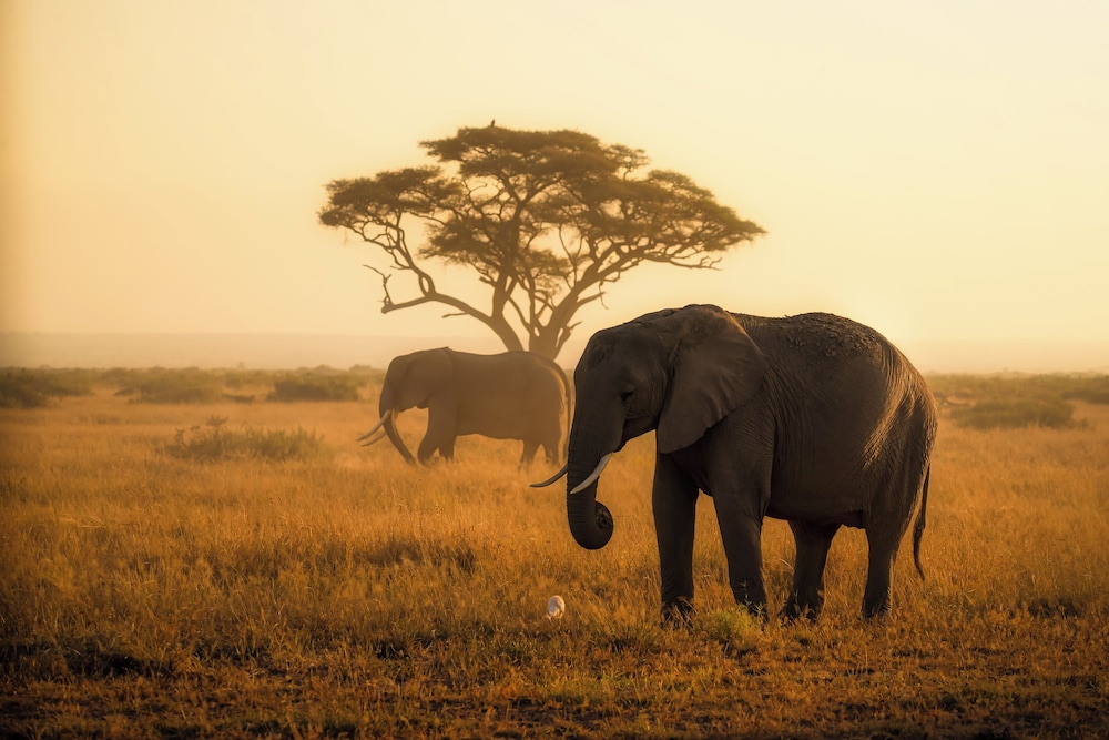 Amboseli Sopa Lodge 38/54