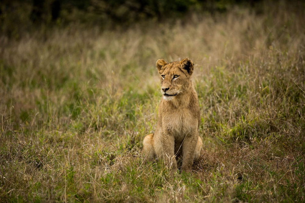 Hamilton Tented Camp 26/56