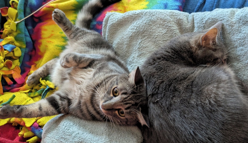 The One Cat B And B 19/44