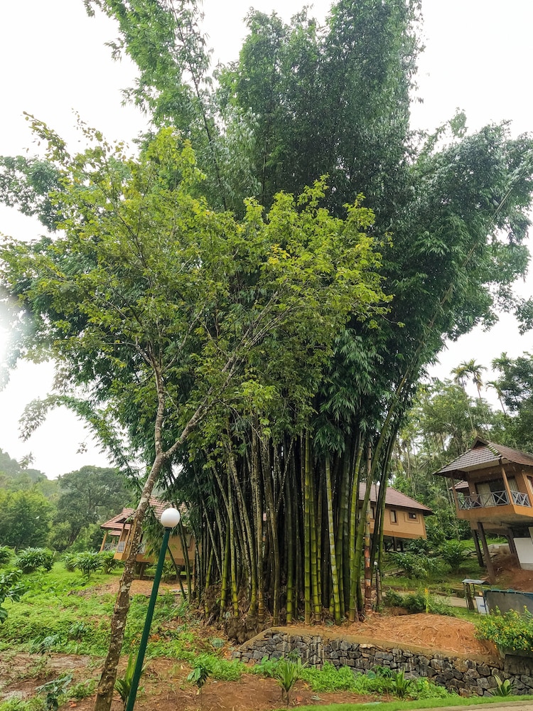 Sterling Vythiri Wayanad 42/58