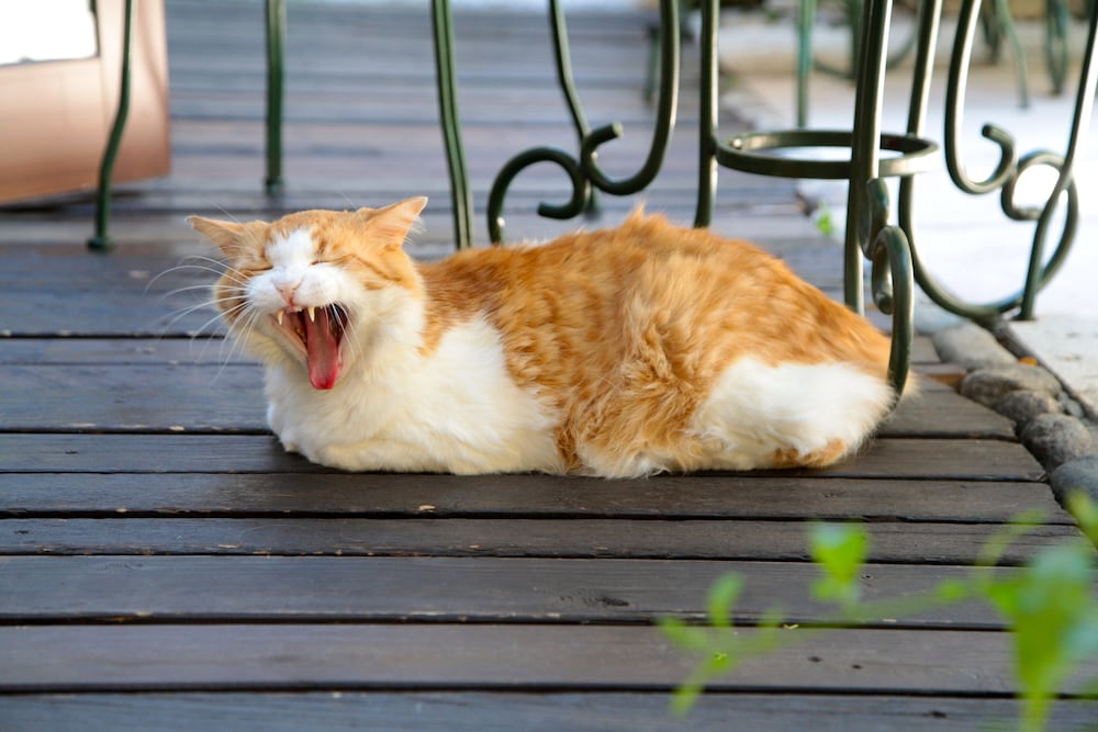 San Filis 39/61