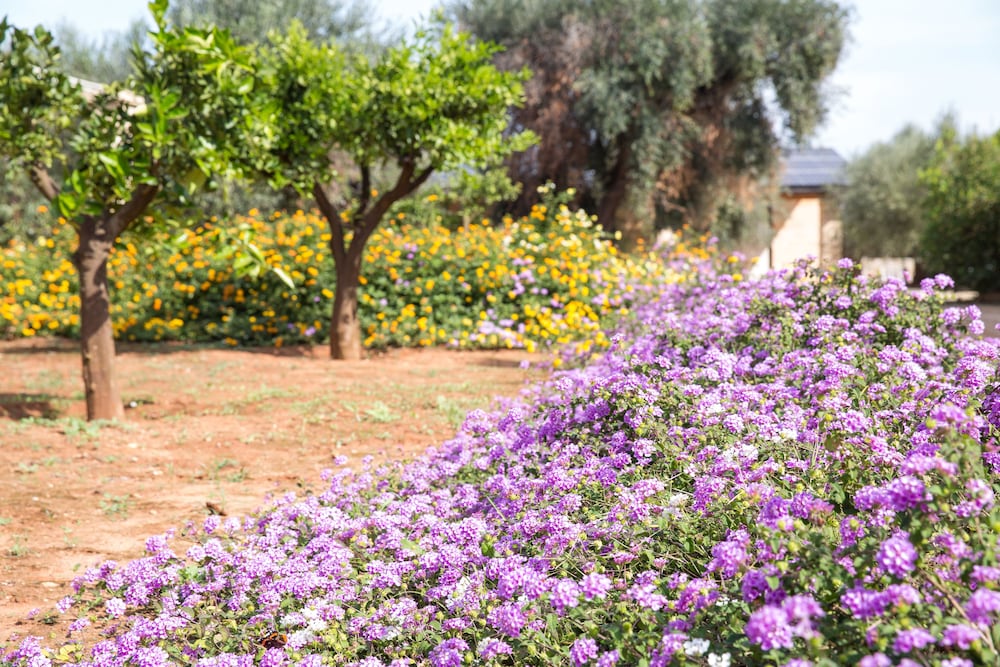 Masseria Saietti 26/50