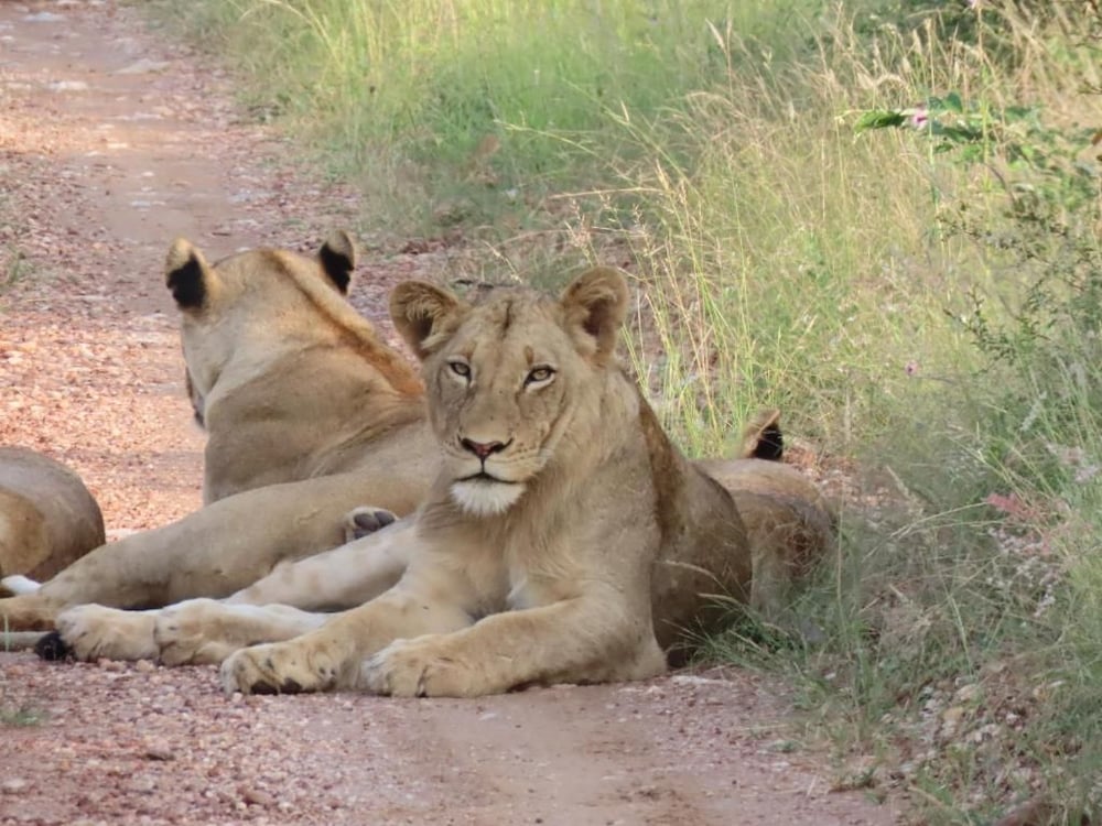 Muweti Bush Lodge 42/46