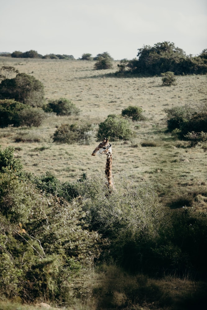 Hlosi Game Lodge 60/73