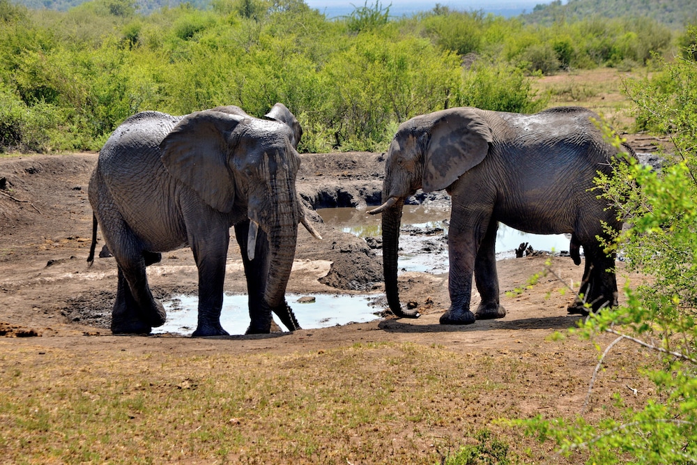 Motswiri Private Safari Lodge 64/67