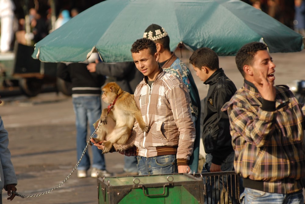 Riad Al Jana 8/50