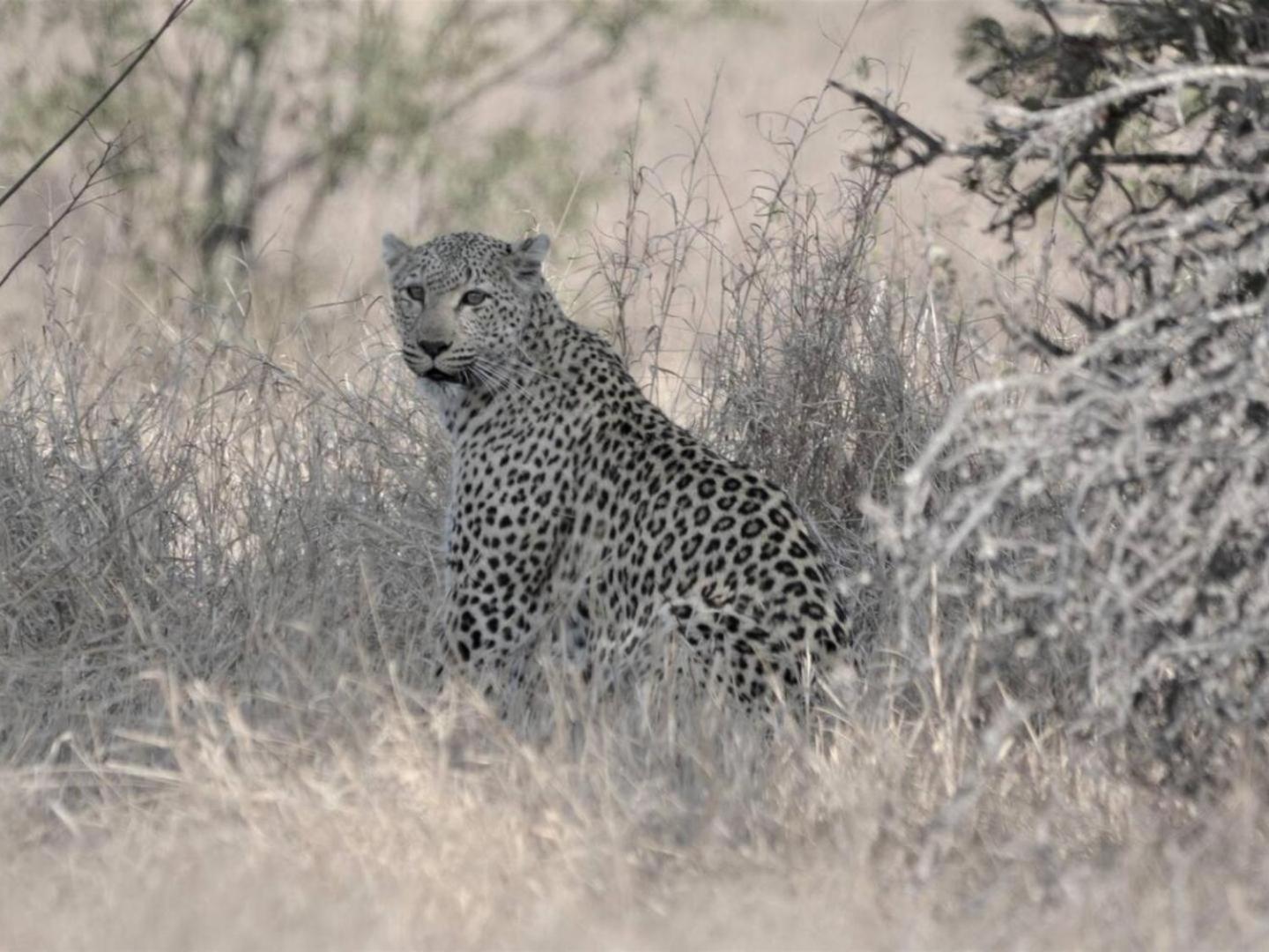 Kruger Nights 19/23