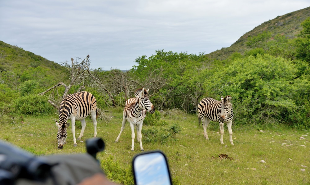 Garden Route Safari Camp 40/50