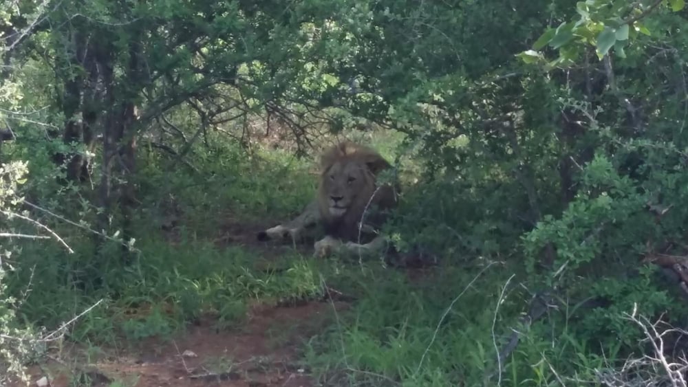 Muweti Bush Lodge 39/46