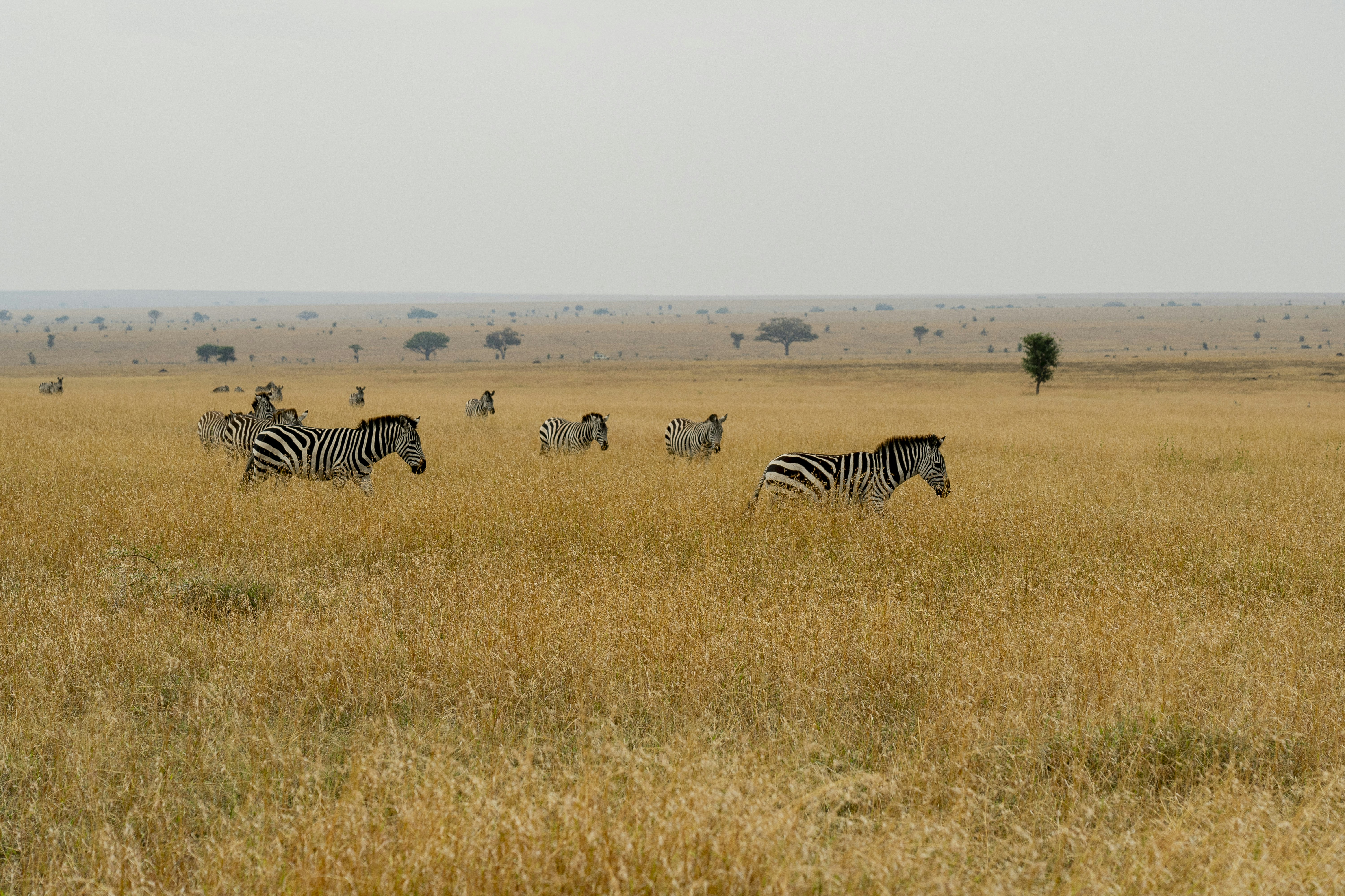 Ngorongoro Lodge member of Melia Collection 38/57