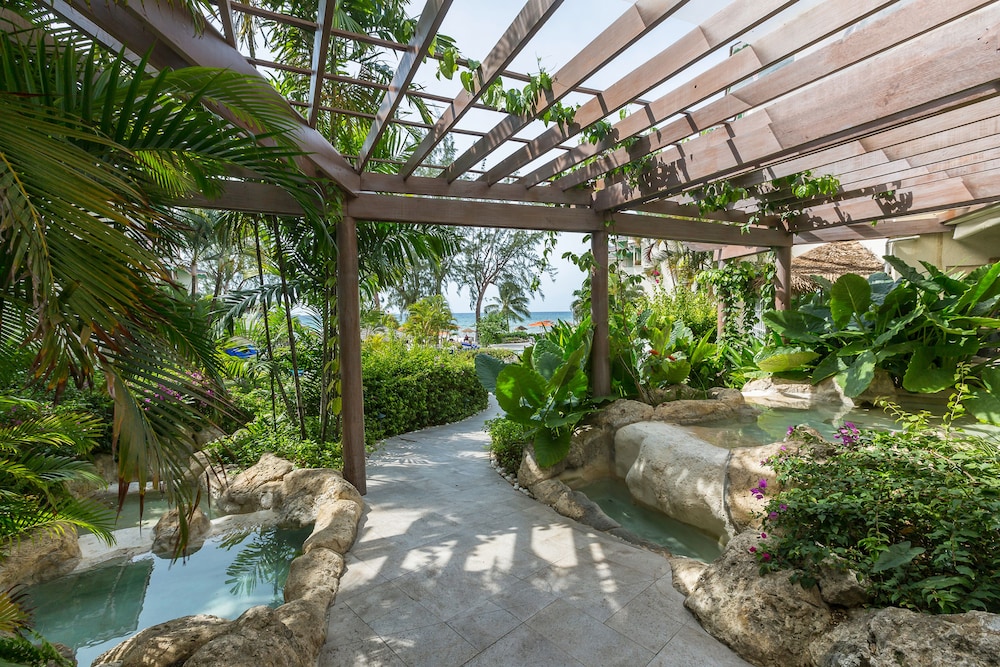 Bougainvillea Barbados 24/61