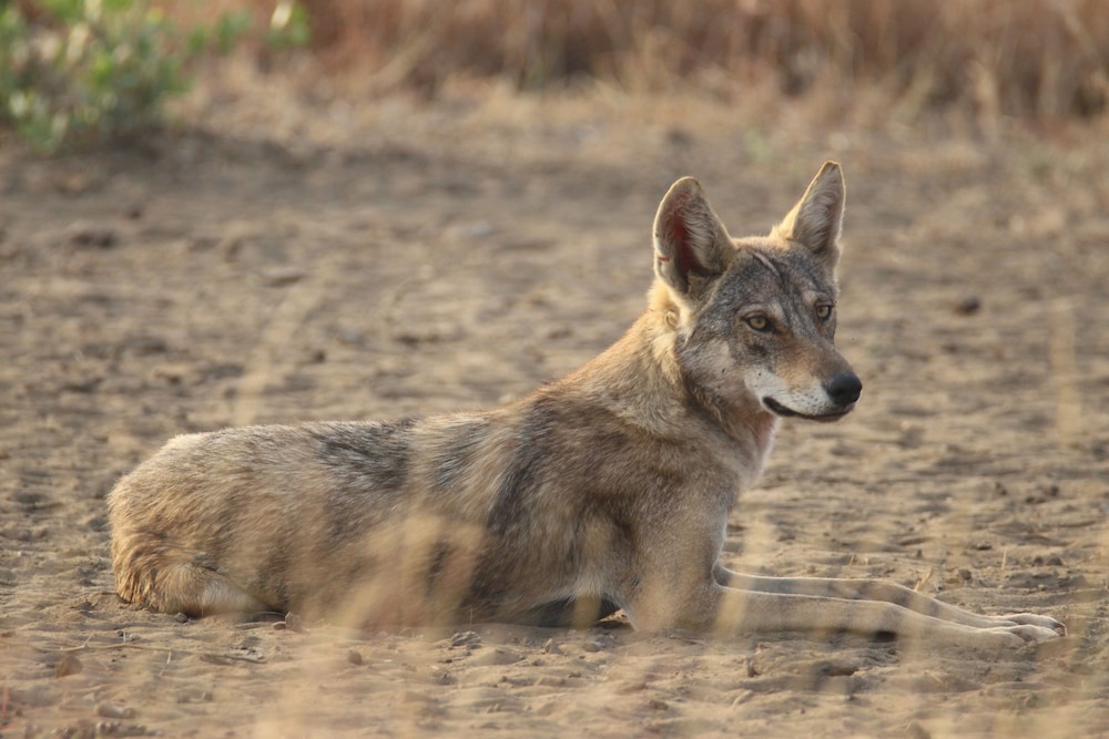 The Blackbuck Trails, VELAVADAR 24/49