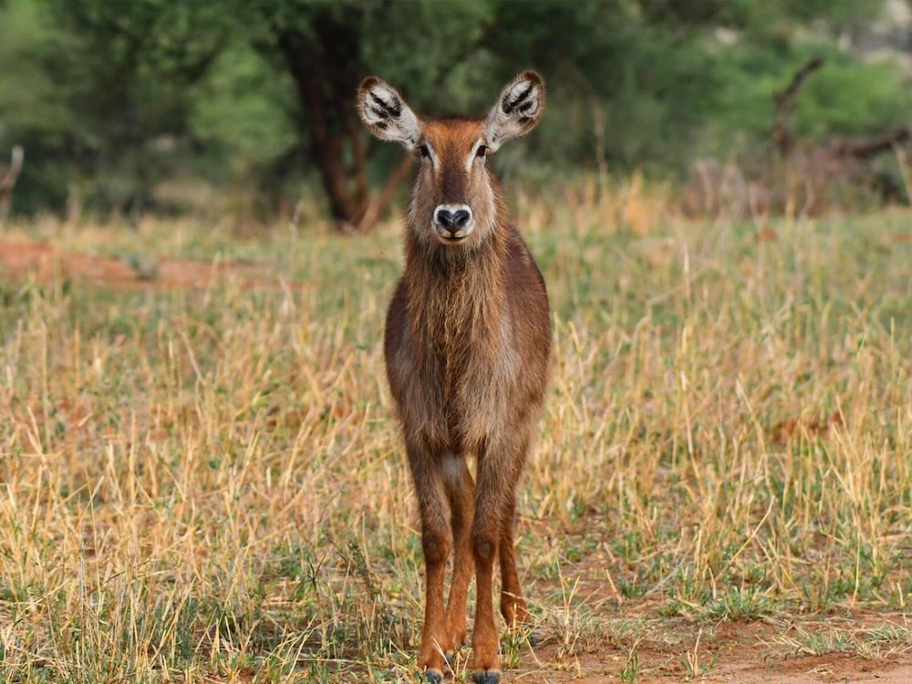 SERENGETI WILDEBEEST CAMP 16/55