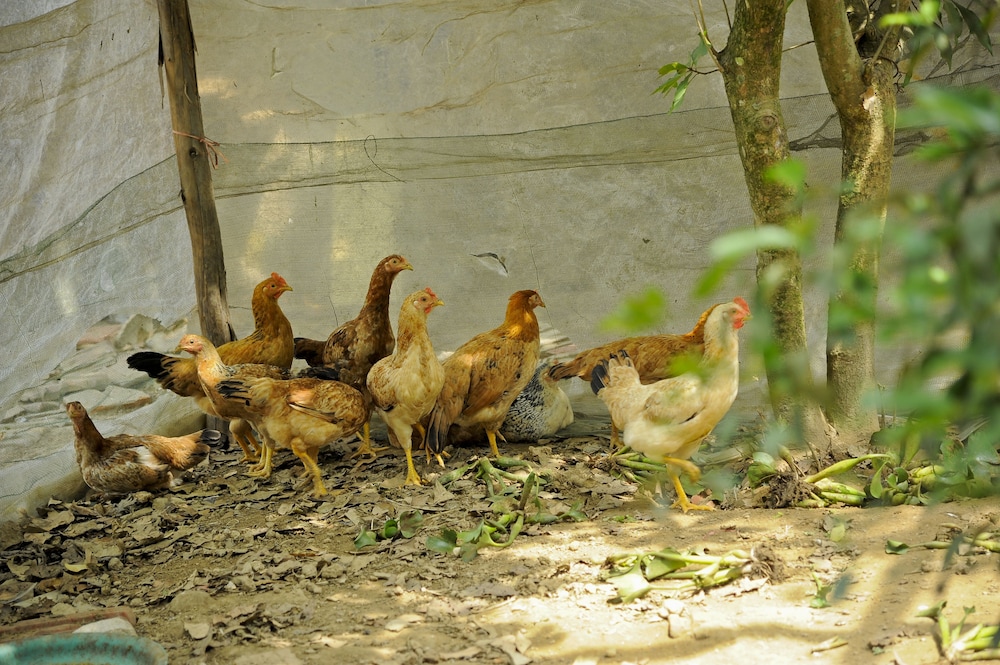 Hoang Giang Homestay 40/50