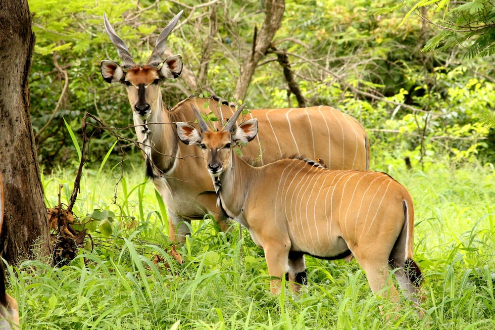 Fathala Wildlife Reserve 39/47