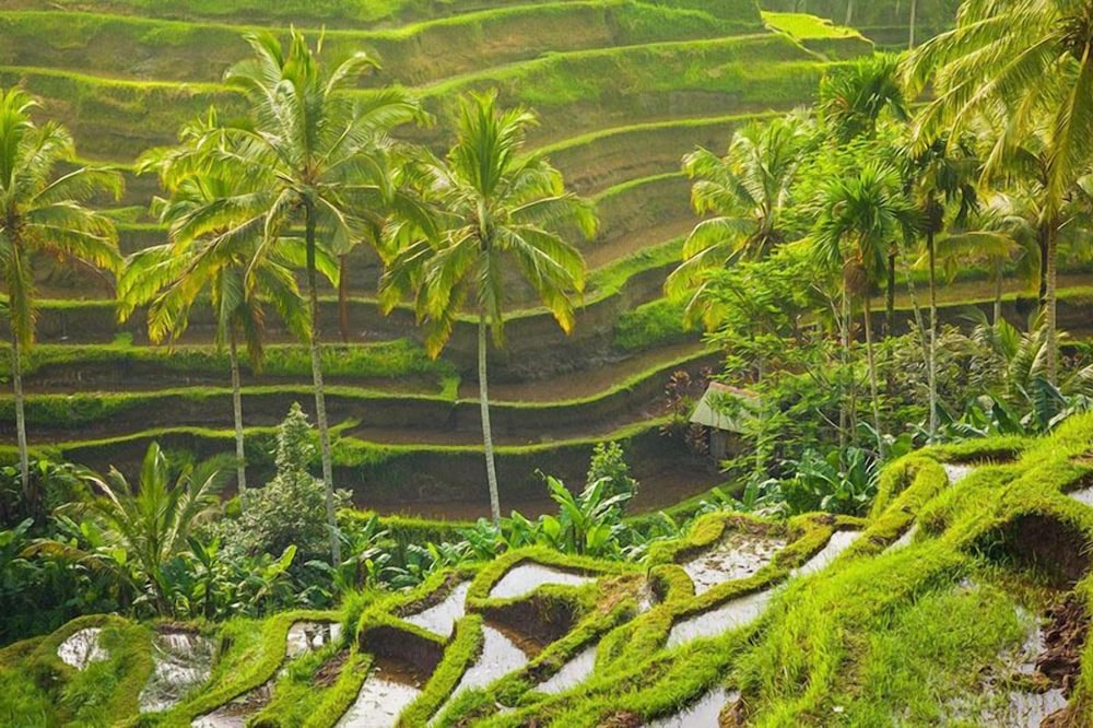 AnandaDara Ubud Resort & Spa 48/54
