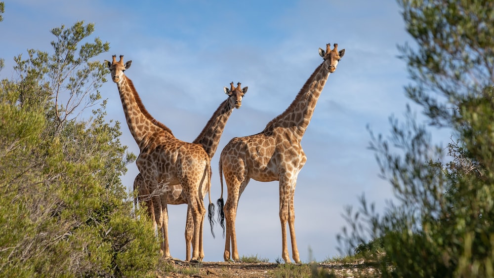 Wildehondekloof Private Game Reserve 28/72