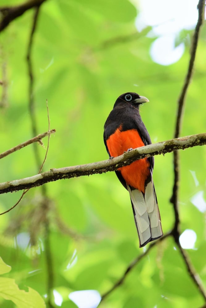 Esquinas Rainforest Lodge 10/46