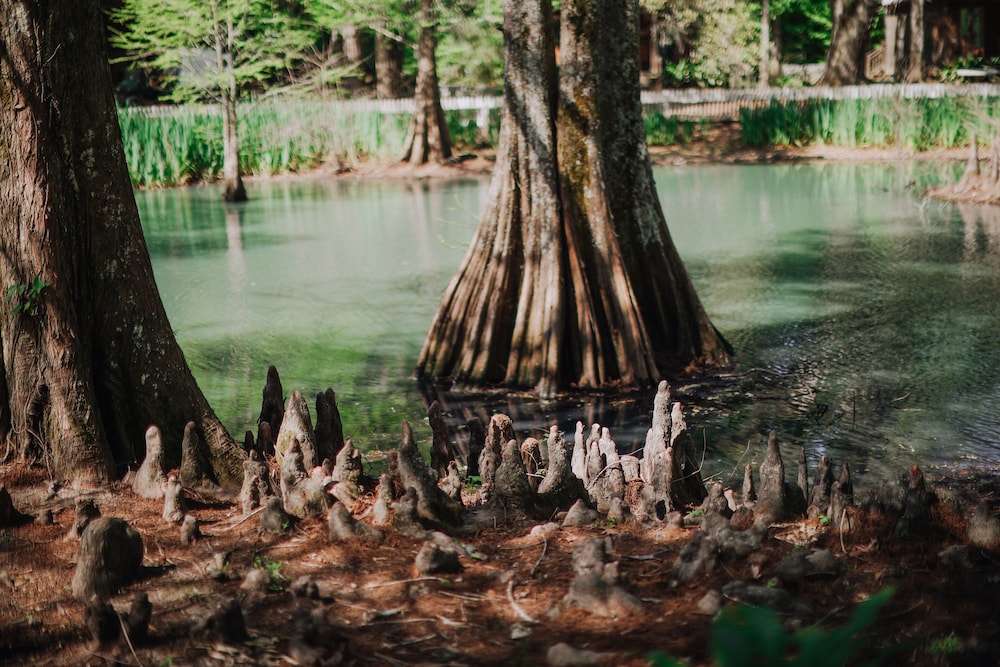 The Myrtles 41/50