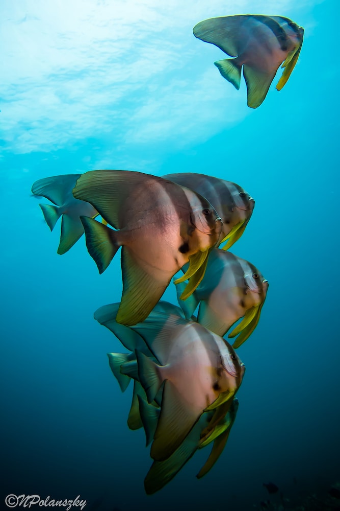 Forra Diving Resort Pattaya Beach Koh Lipe 36/37