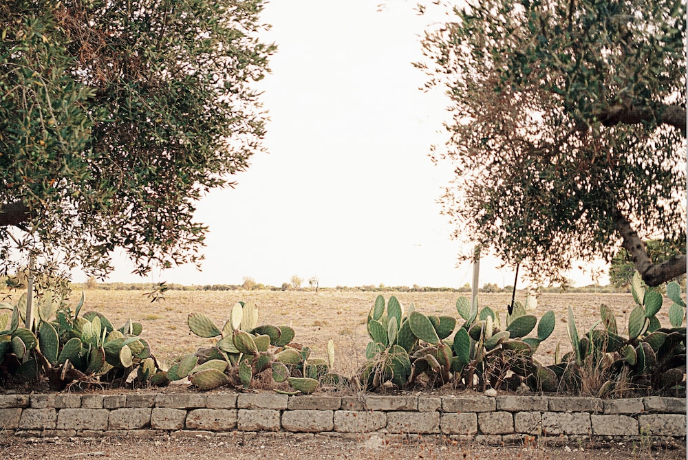 Masseria La Camardia 47/50