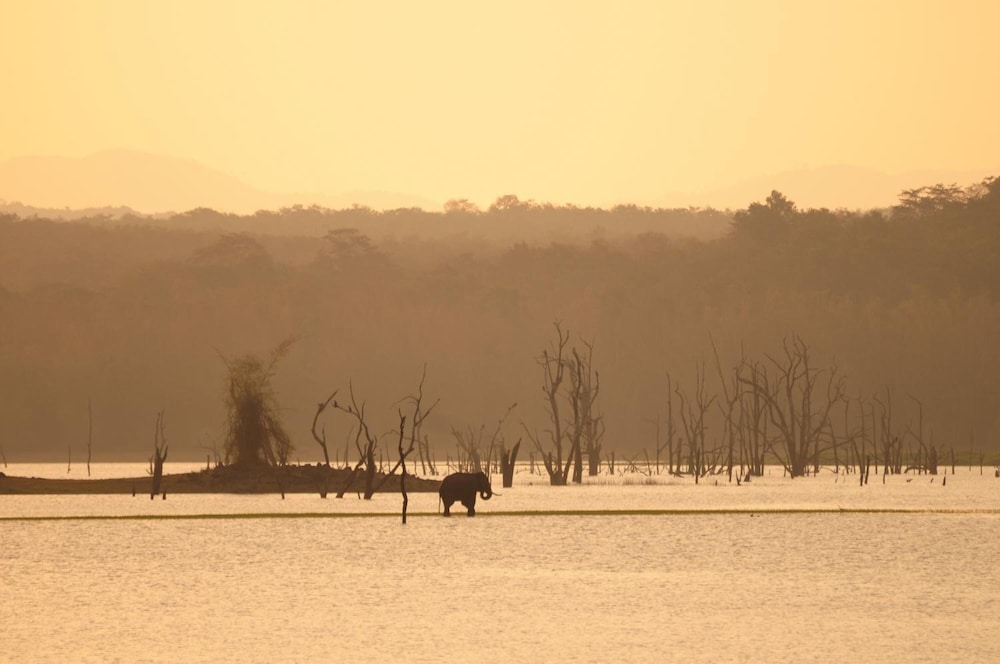Evolve Back, Kabini 34/51