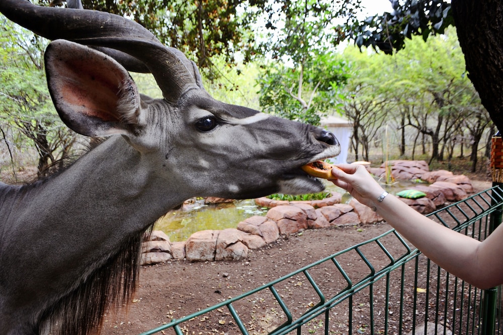 Kruger Wielewaal Restcamp 24/50