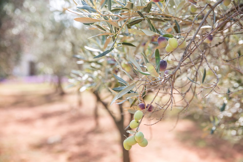 Masseria Saietti 14/50