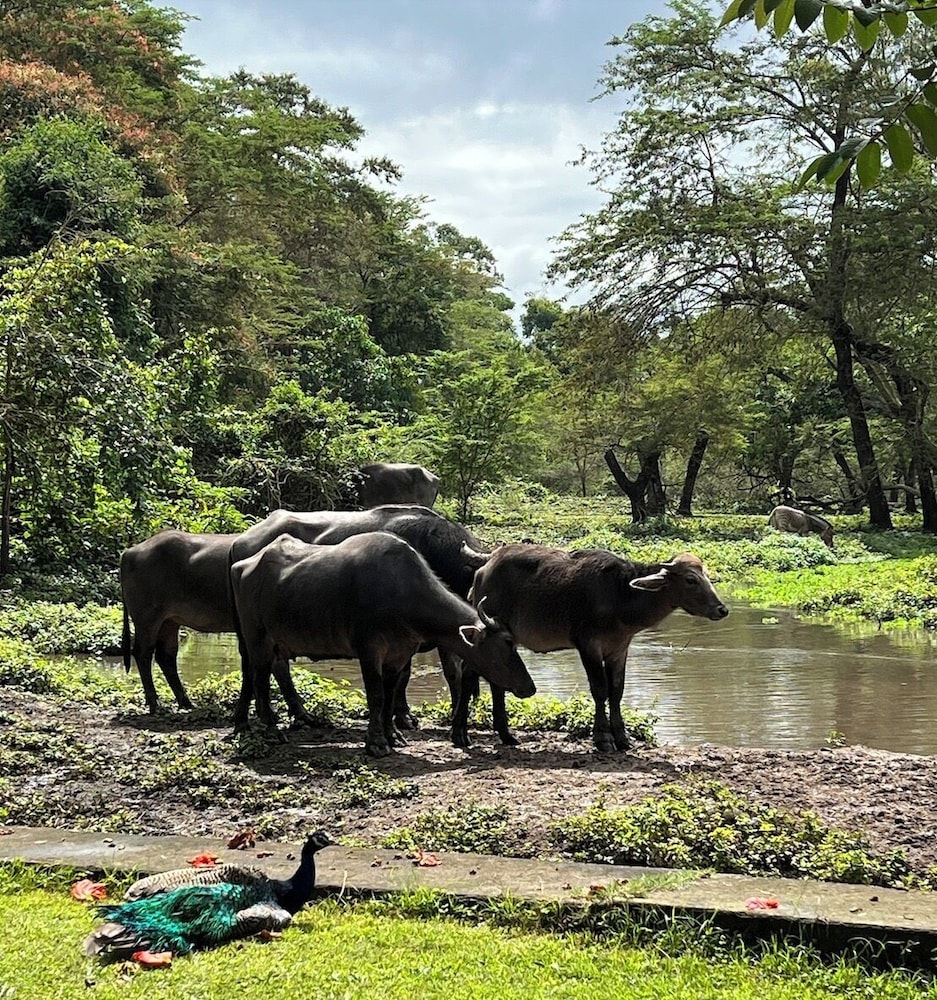 Mount Meru Game Lodge 40/50