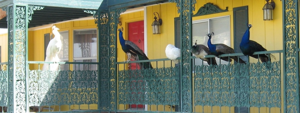Shady Lady Bed & Breakfast 7/61