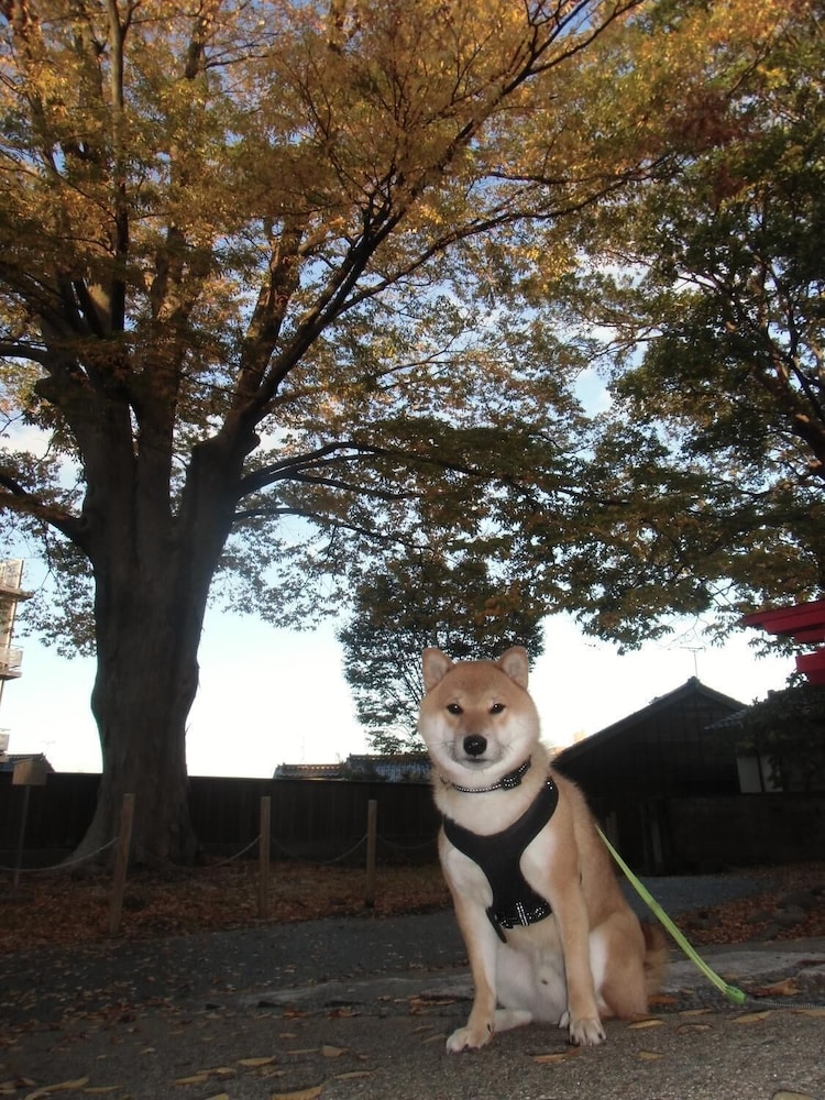 Kanazawa Share House Gaooo 15/18