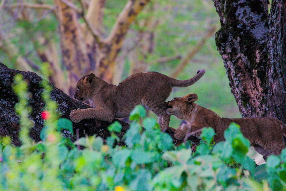 Lake Nakuru Lodge - All Inclusive 24/32