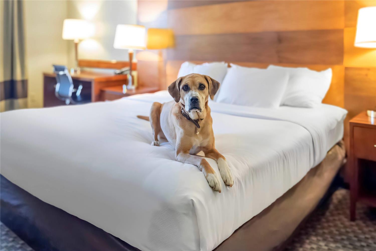 Comfort Inn & Suites Durango, CO 16/53