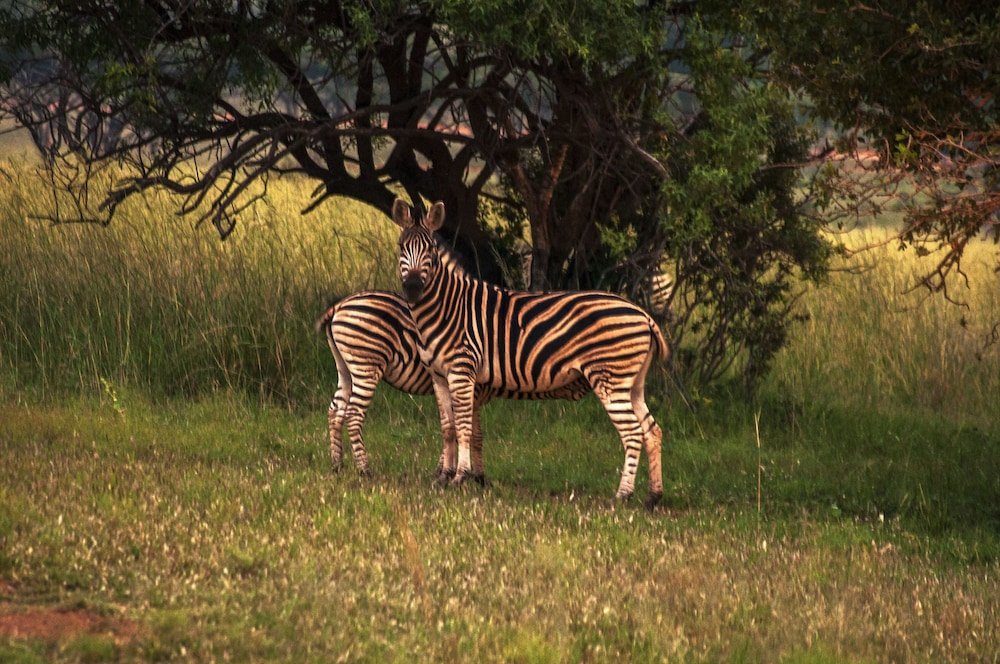 Kedar Heritage Lodge Conference Centre Spa 40/50