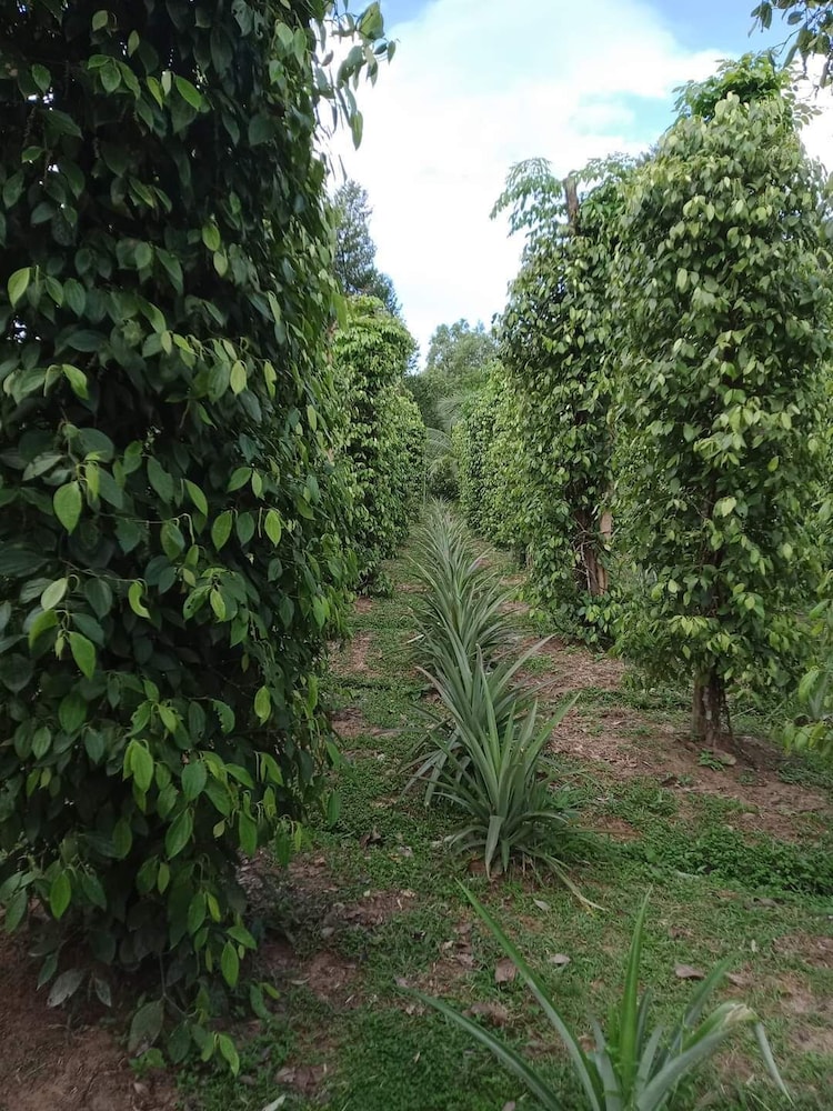 Pepper Farm Phu Quoc Bungalow 32/50