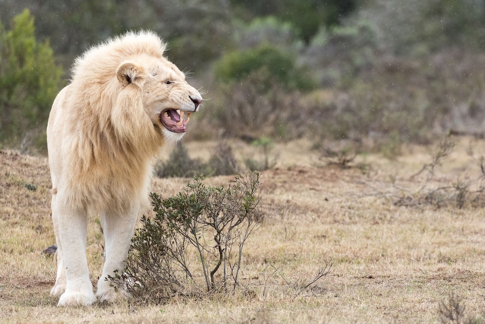 Pumba Private Game Reserve 44/50