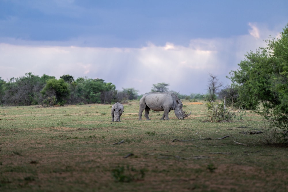 Sediba Private Game Lodge 39/50