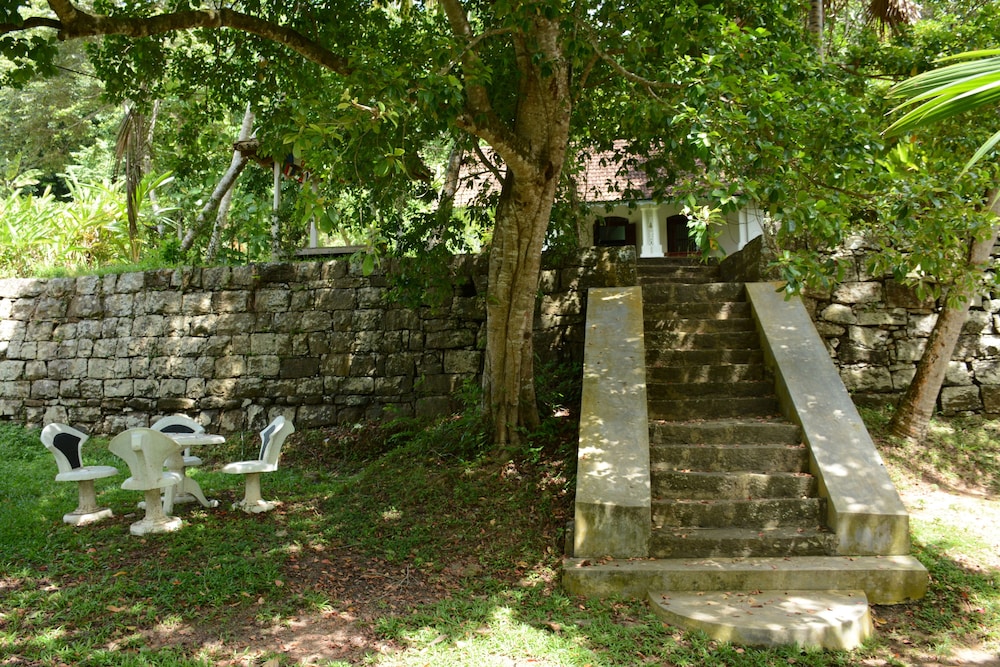 The Jungle House 41/50