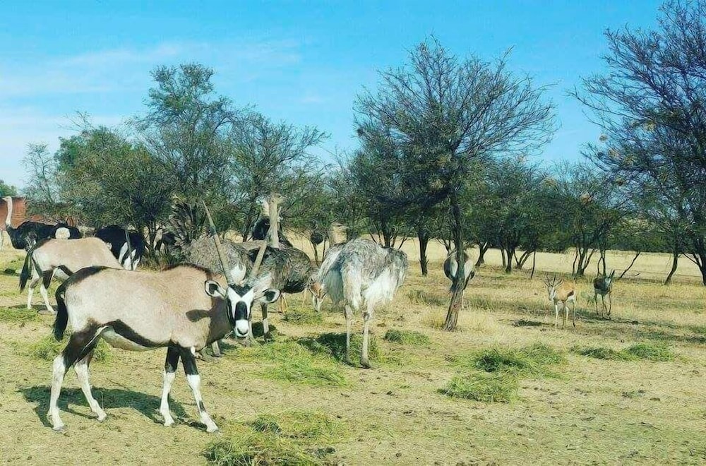 Sangiro Game Lodge 40/50