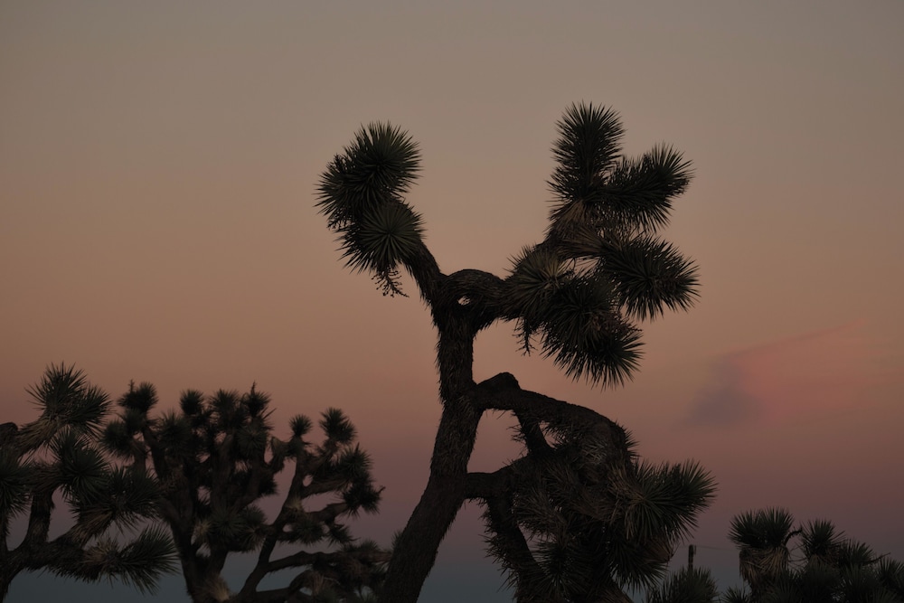 RESET Hotel Joshua Tree 47/50