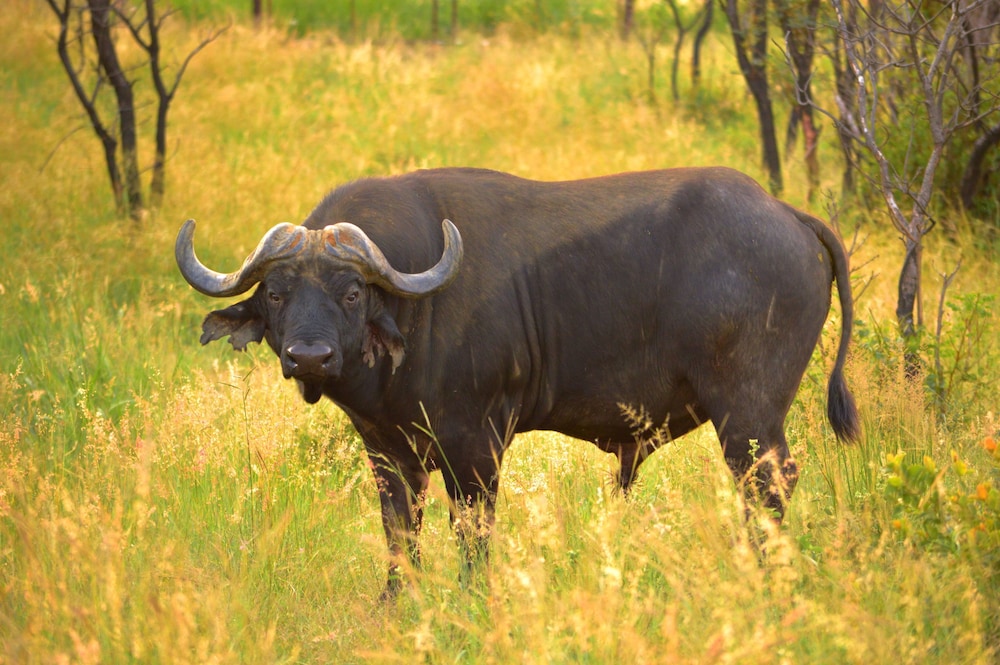 57 Waterberg 25/50
